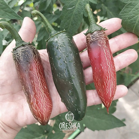 Seeds of Hot pepper Jalapeno Telica (Capsicum) — 5 pcs
