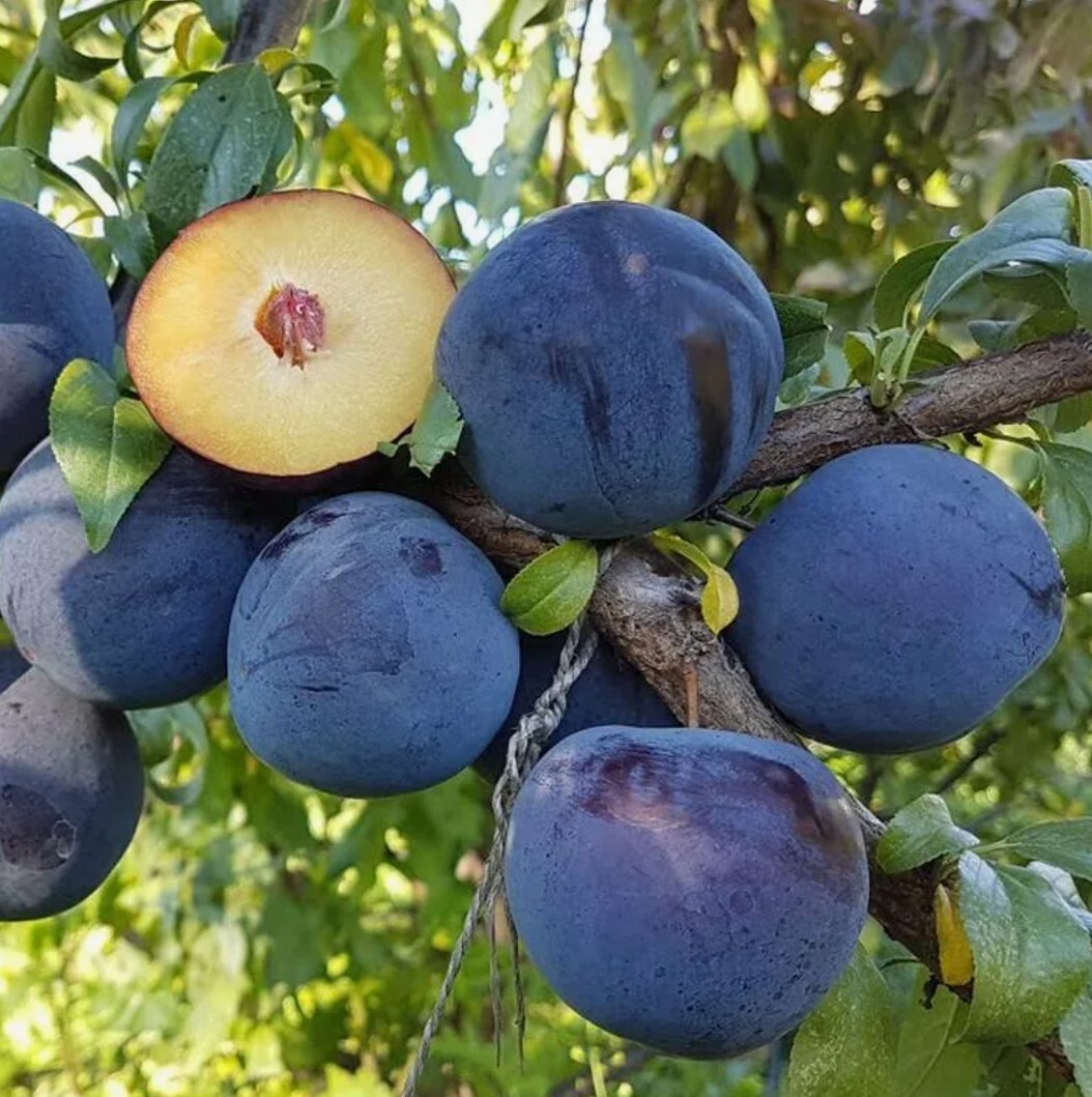 Диплоидная Слива Купить Саженцы Саженцы Бори