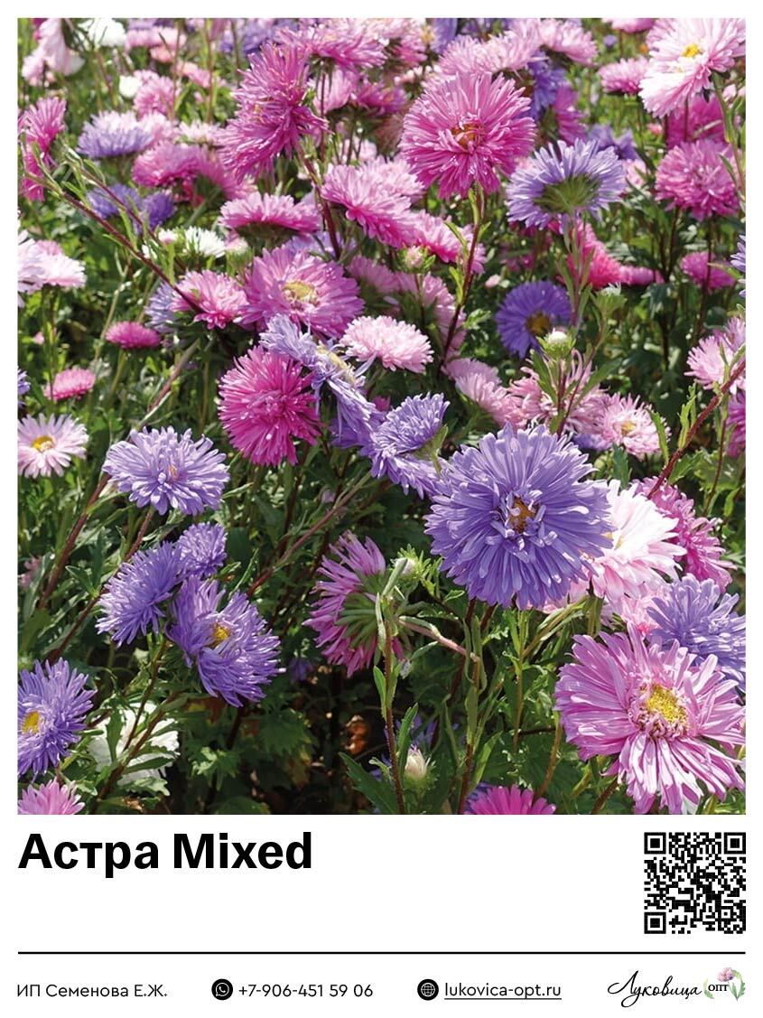 Астра Mixed 1 шт