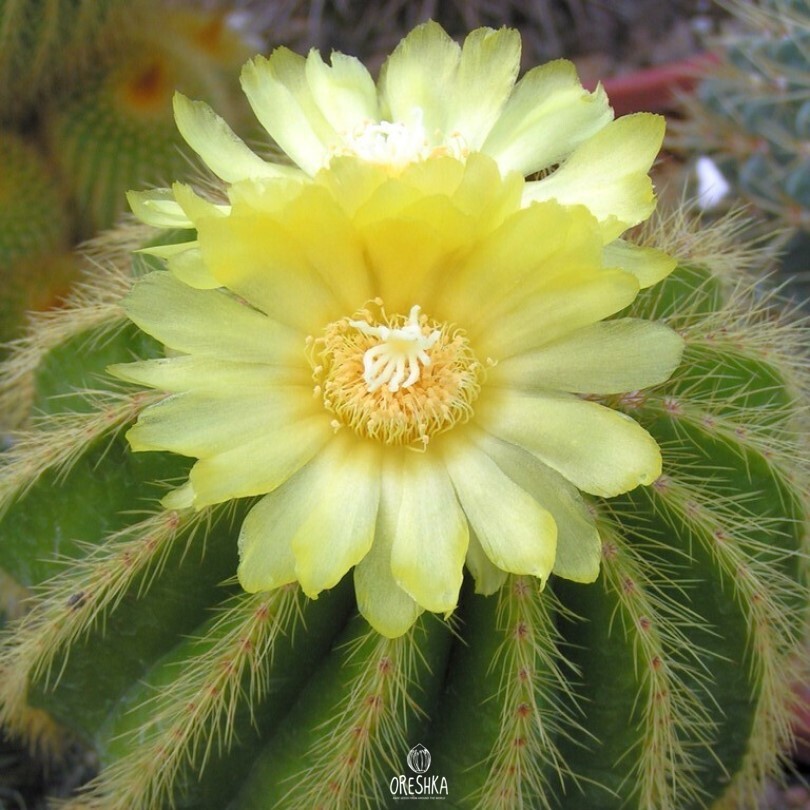 Seeds of Cactus Eriocactus warasii (Eriocactus warasii) — 10 pcs