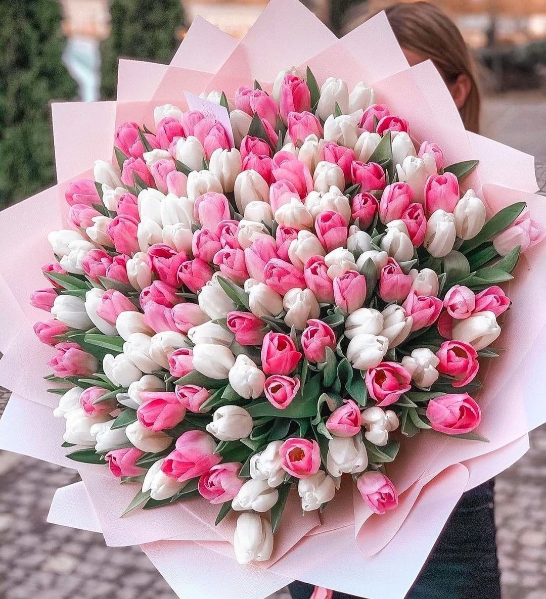101 Белый и розовый тюльпан