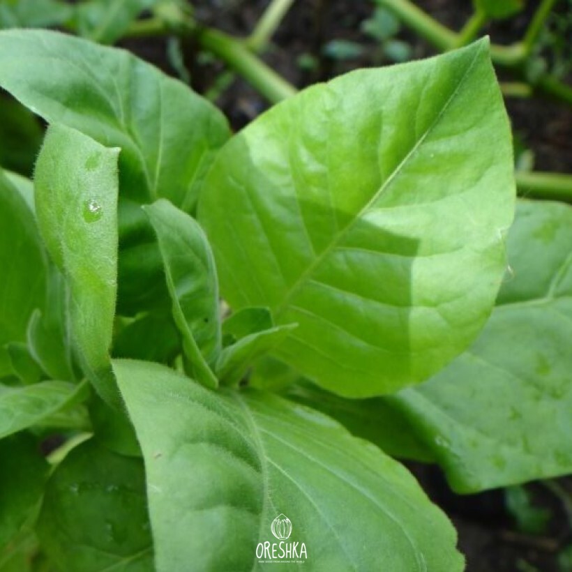 Seeds of Tobacco chilean (Nicotiana tabacum) — 300 pcs
