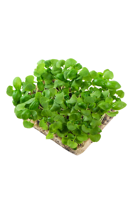 Basil Genovese - Microgreens Punnet