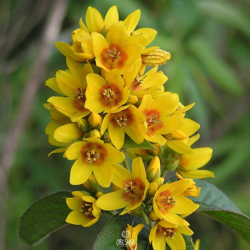 Seeds of Creeping jenny (Lysimachia)