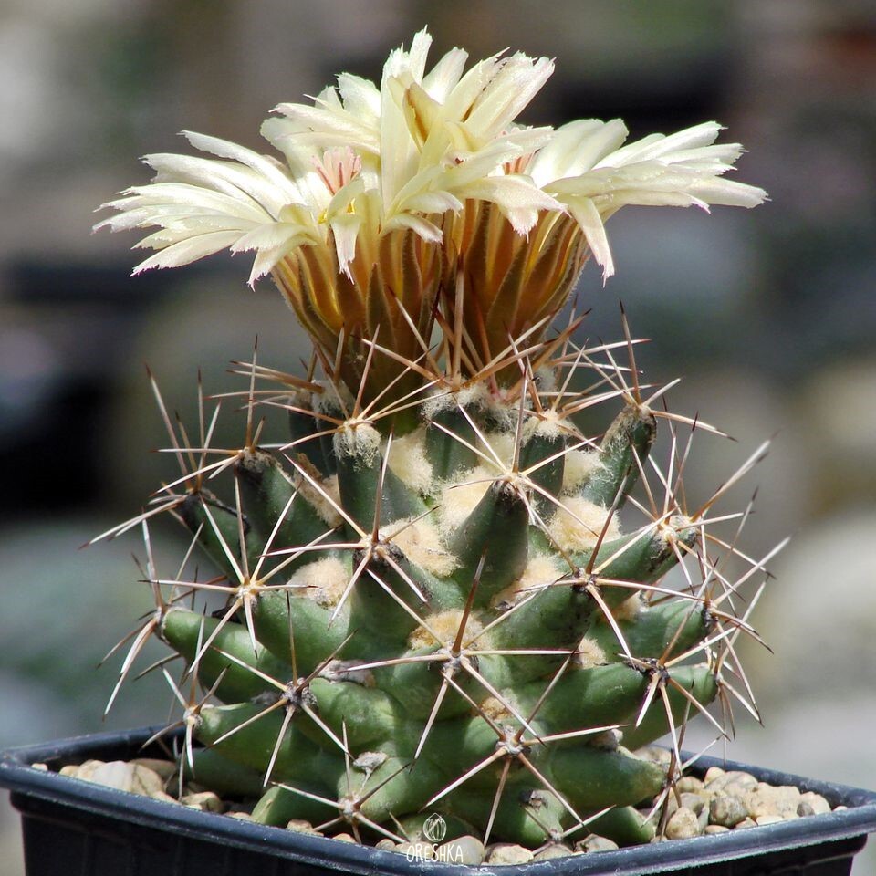 Seeds of Cactus Coryphantha scheeri SB 843 (Coryphantha scheeri SB 843)