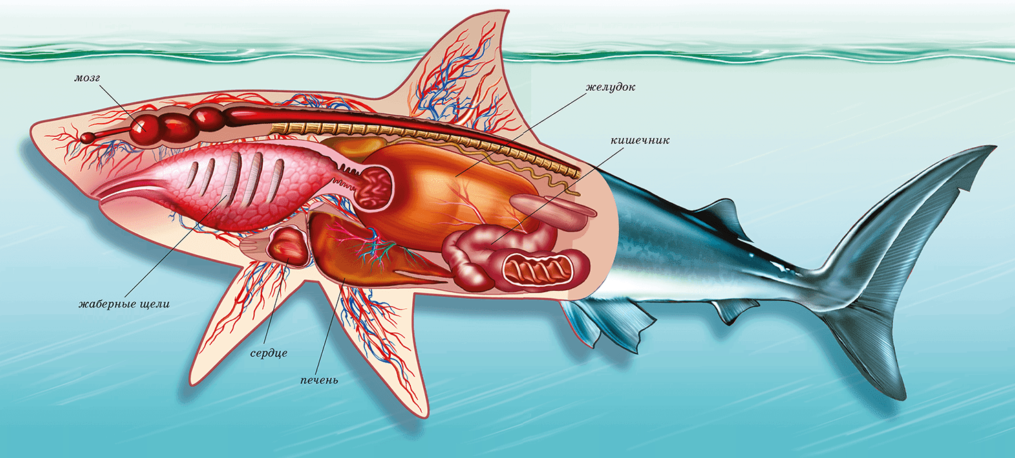 Fishing with Den Why fish pierce the stomach of anglers-athletes, it's not just 