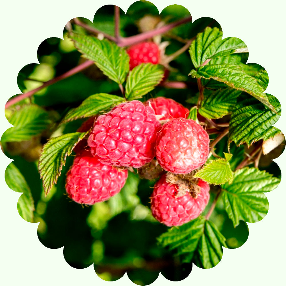 Малина Лель