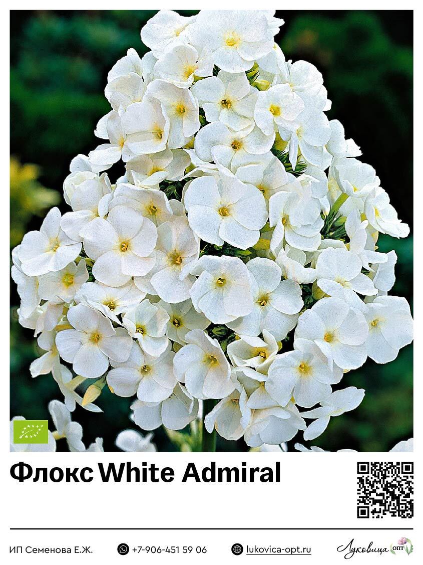 Флокс White Admiral (Метельчатый) 1 шт