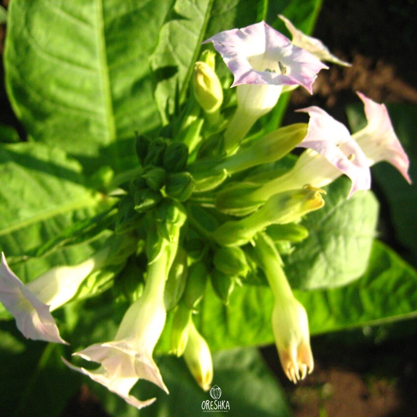 Seeds of Tobacco multileaf (Nicotiana tabacum) — 300 pcs