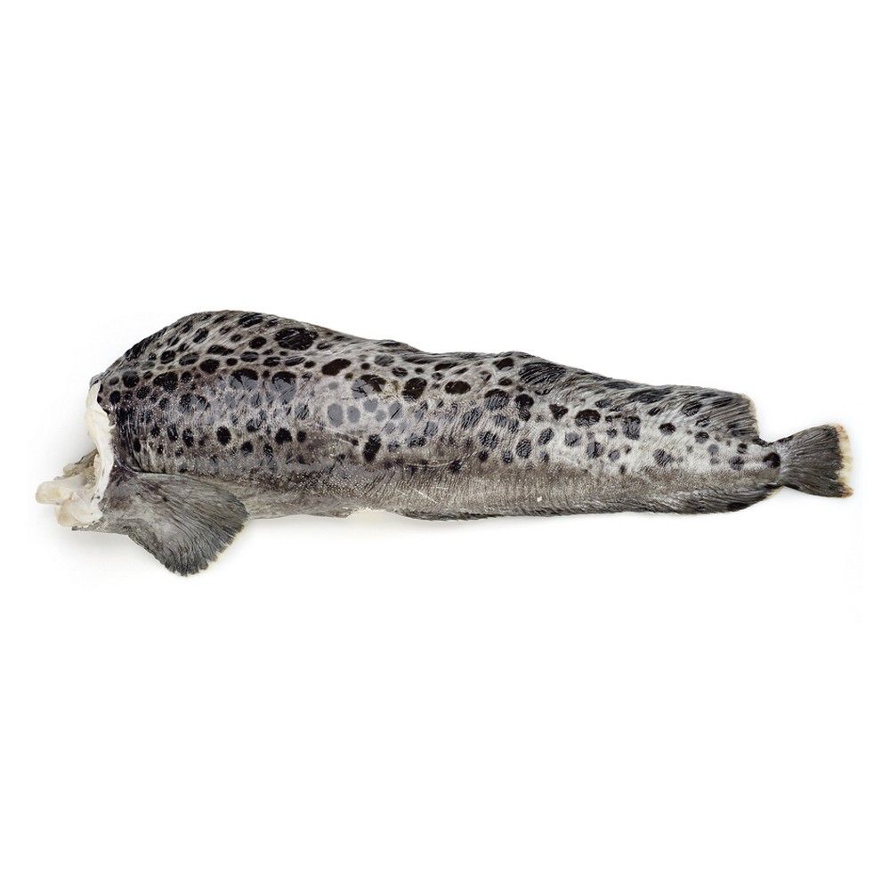 зубатка фото рыбы википедия