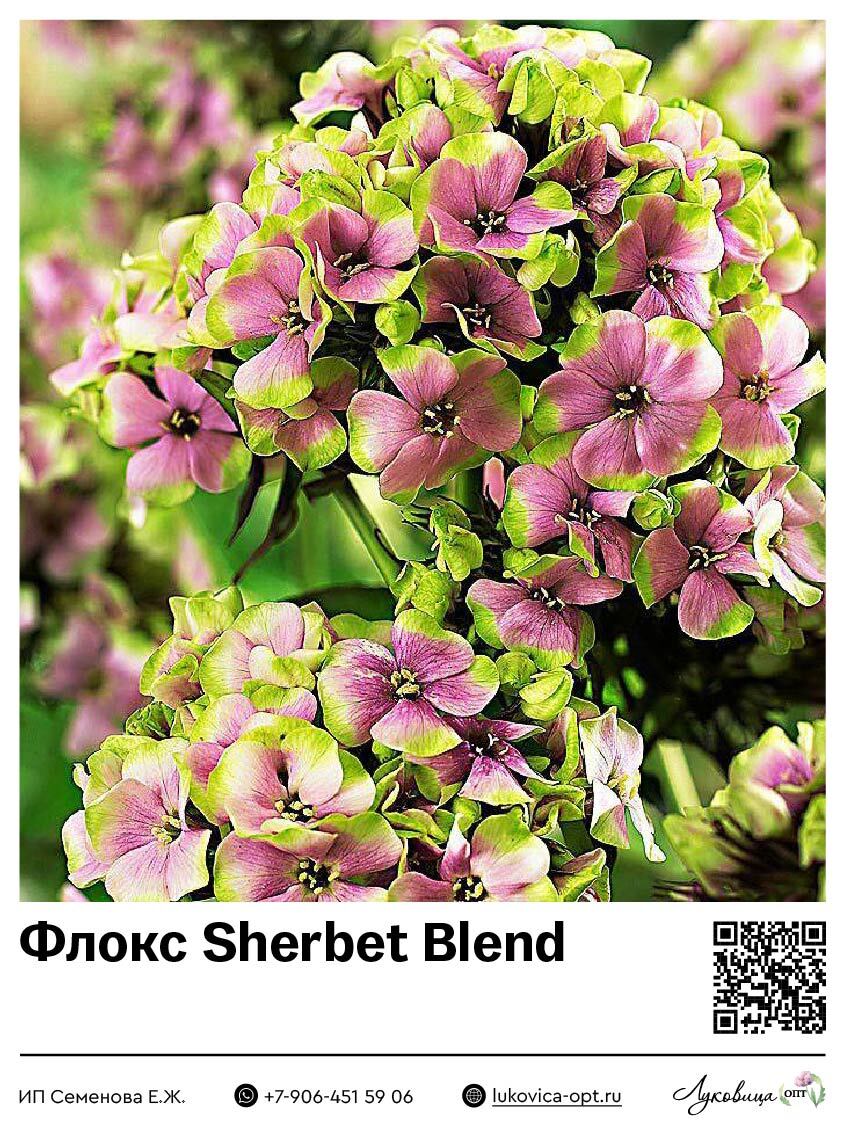 Флокс Sherbet Blend (Метельчатый) 1 шт