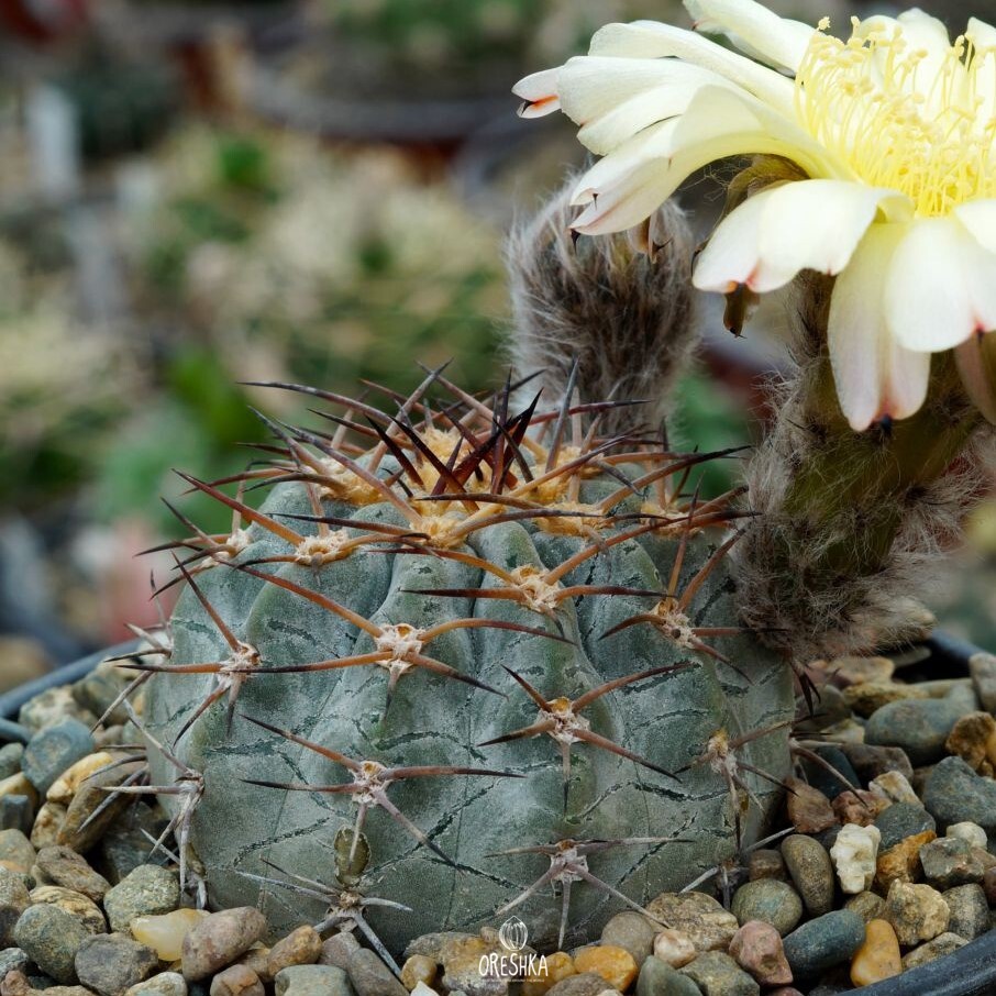 Seeds of Cactus Acanthocalycium glaucum WR 572 (Acanthocalycium glaucum WR 572) — 10 pcs
