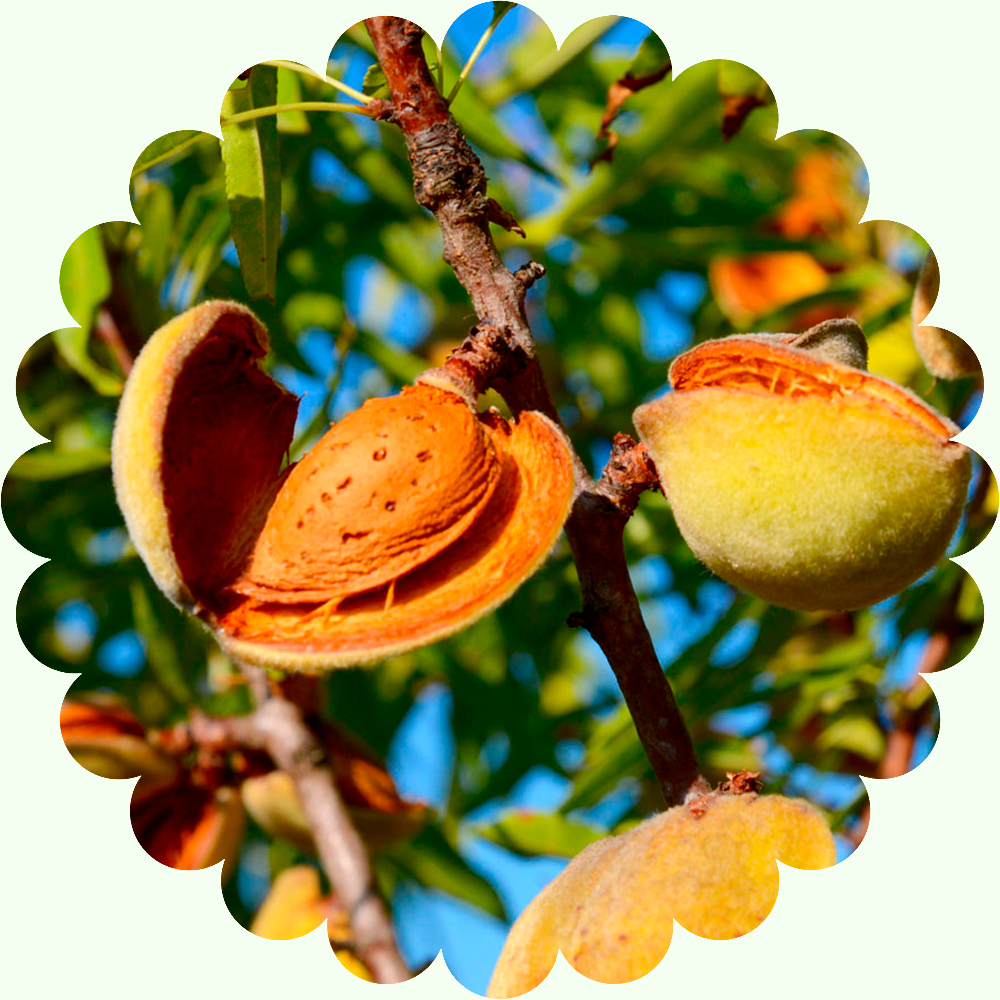 Миндаль привитой Ялтинский