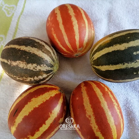 Vietnamese melon vine growing trellis multiple fruits summer