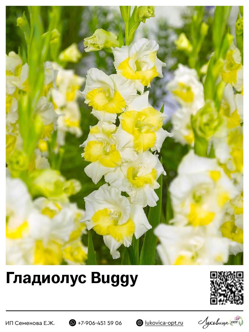 Гладиолус Buggy 5 шт