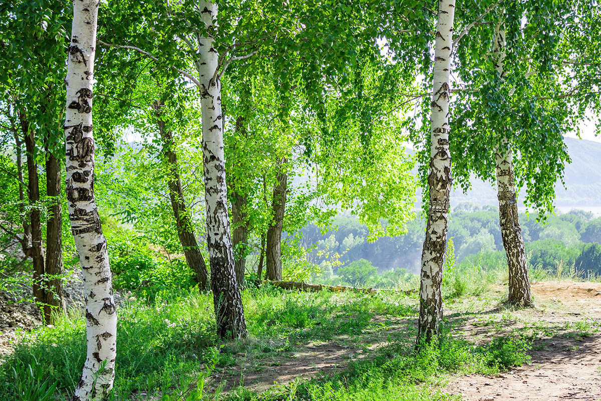 Фото лес березы