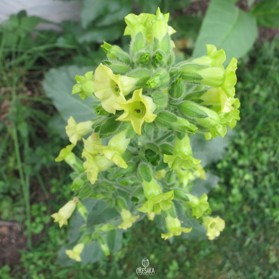 Seeds of shag SC.Cornplanter (Nicotiana tabacum) — 300 pcs