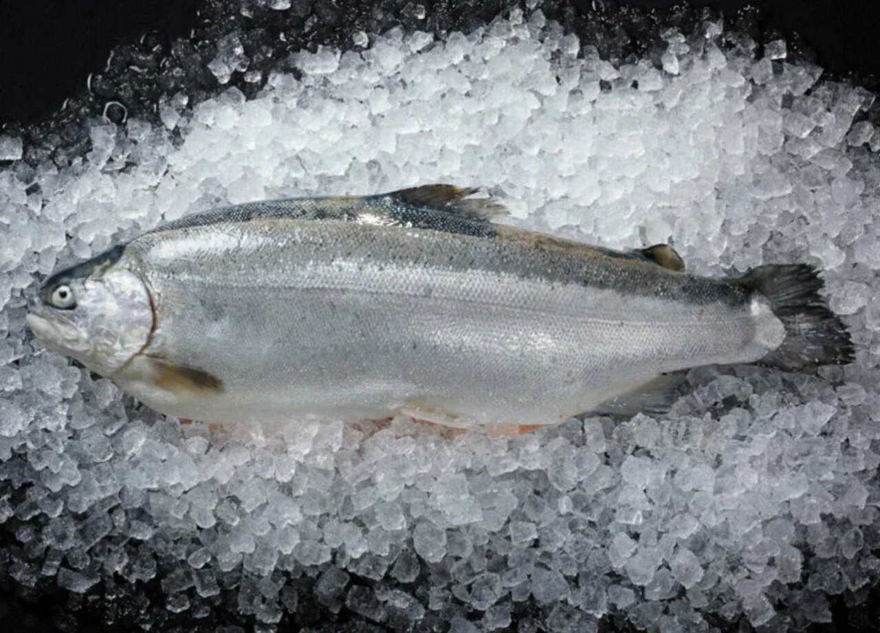 Форель охлажд. Баренцево море