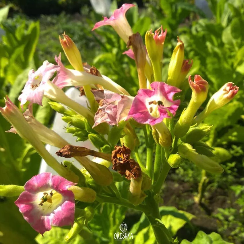 Seeds of Tobacco coker 371 (Nicotiana tabacum) — 300 pcs