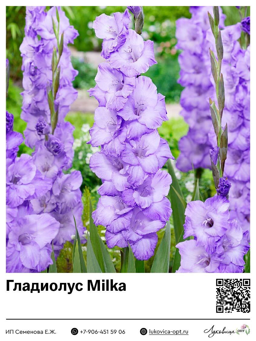 Гладиолус Milka 5 шт