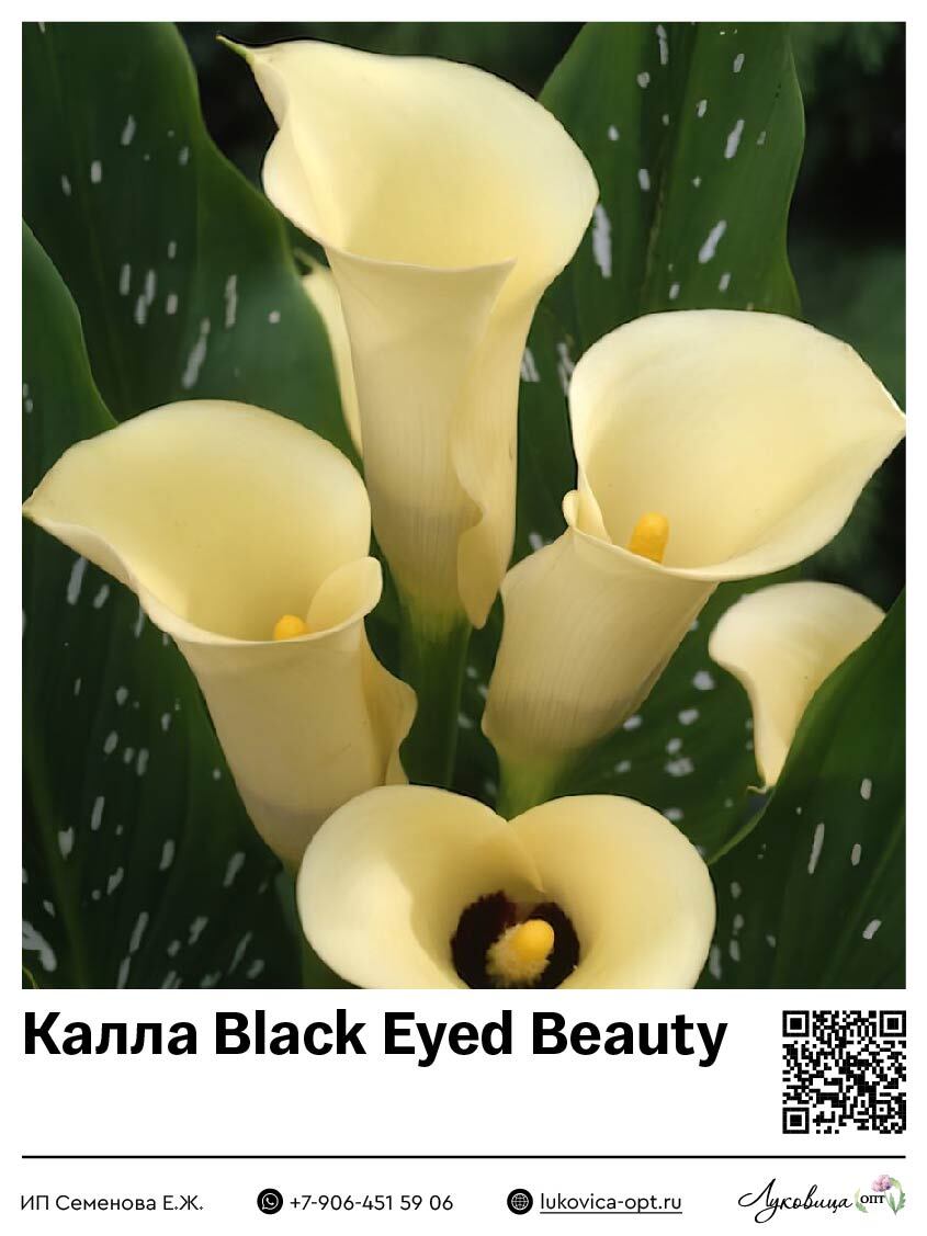 Калла Black Eyed Beauty