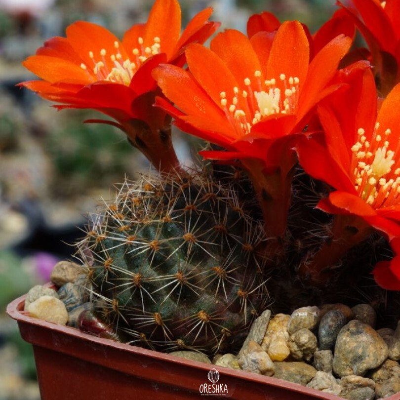 Seeds of Cactus Aylostera brunescens WR 480 (Aylostera brunescens WR 480) — 10 pcs