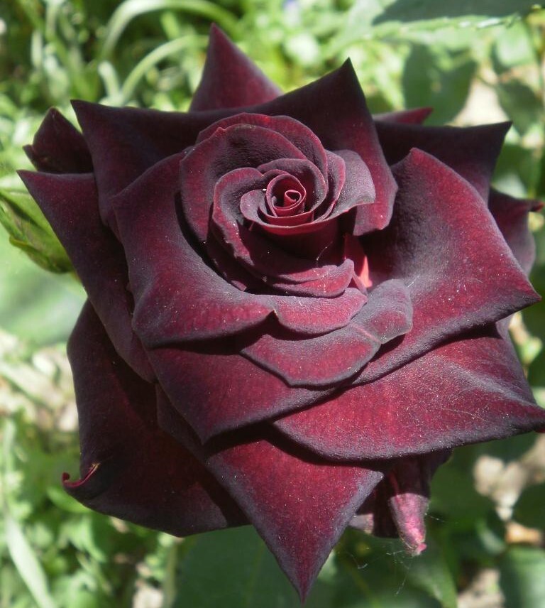 Роза Black-Baccara - купить с доставкой по выгодным ценам в интернет-магазине OZ