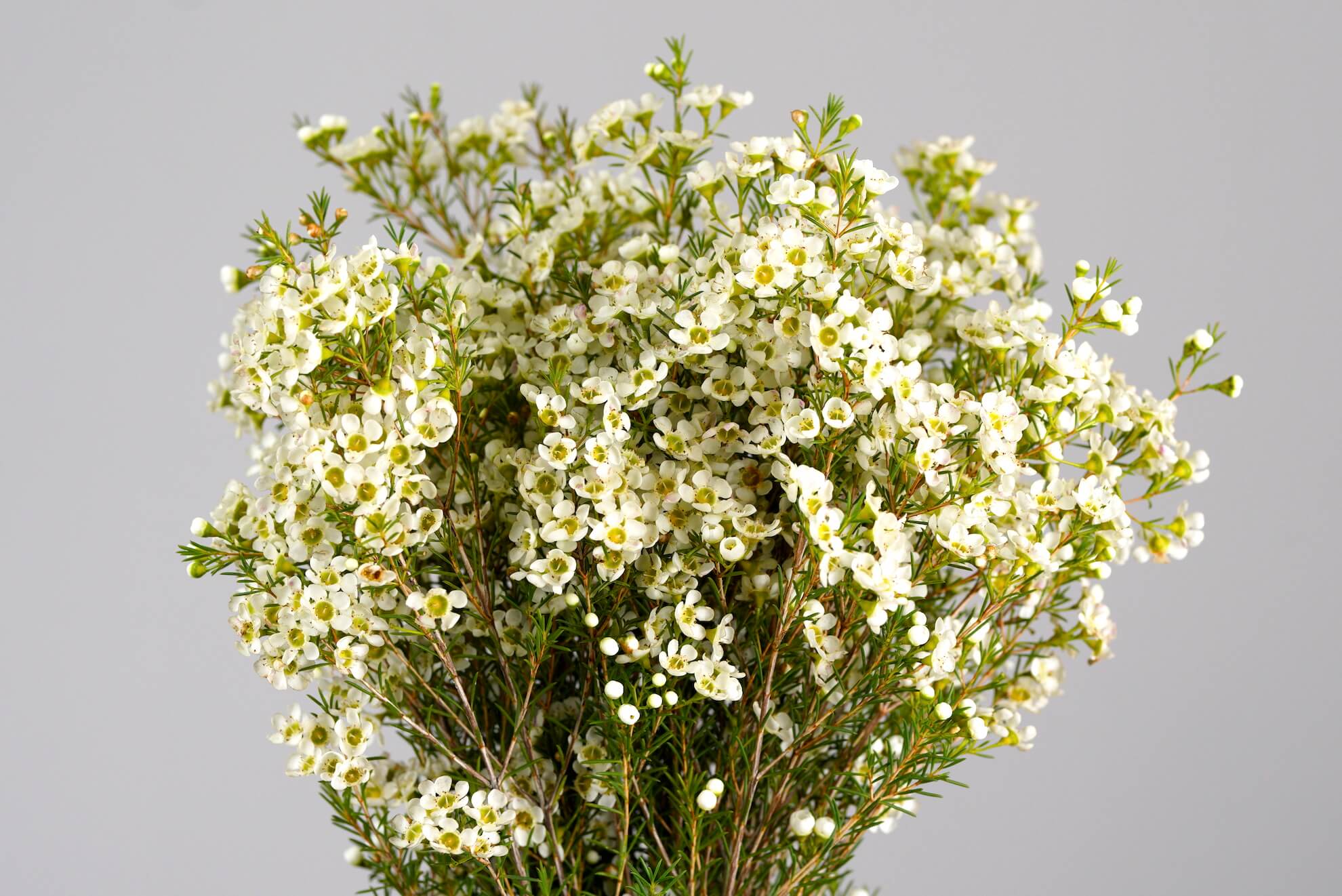 ваксфлауэр цветок. ваксфлауэр цветок. хамелациум мунлайт. хамелациум ваксфлауэр. мирт хамелациум.