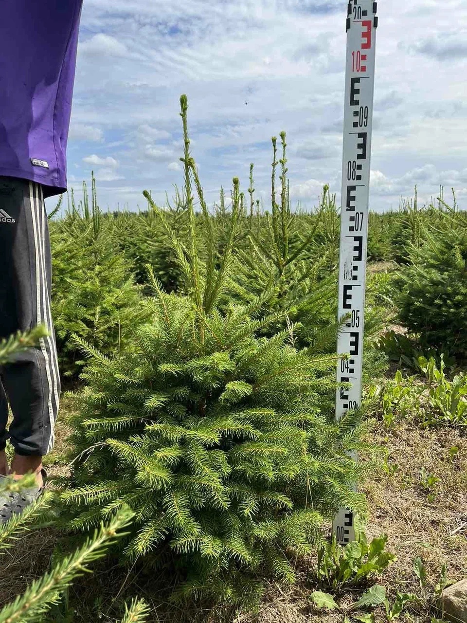 Ель Европейская