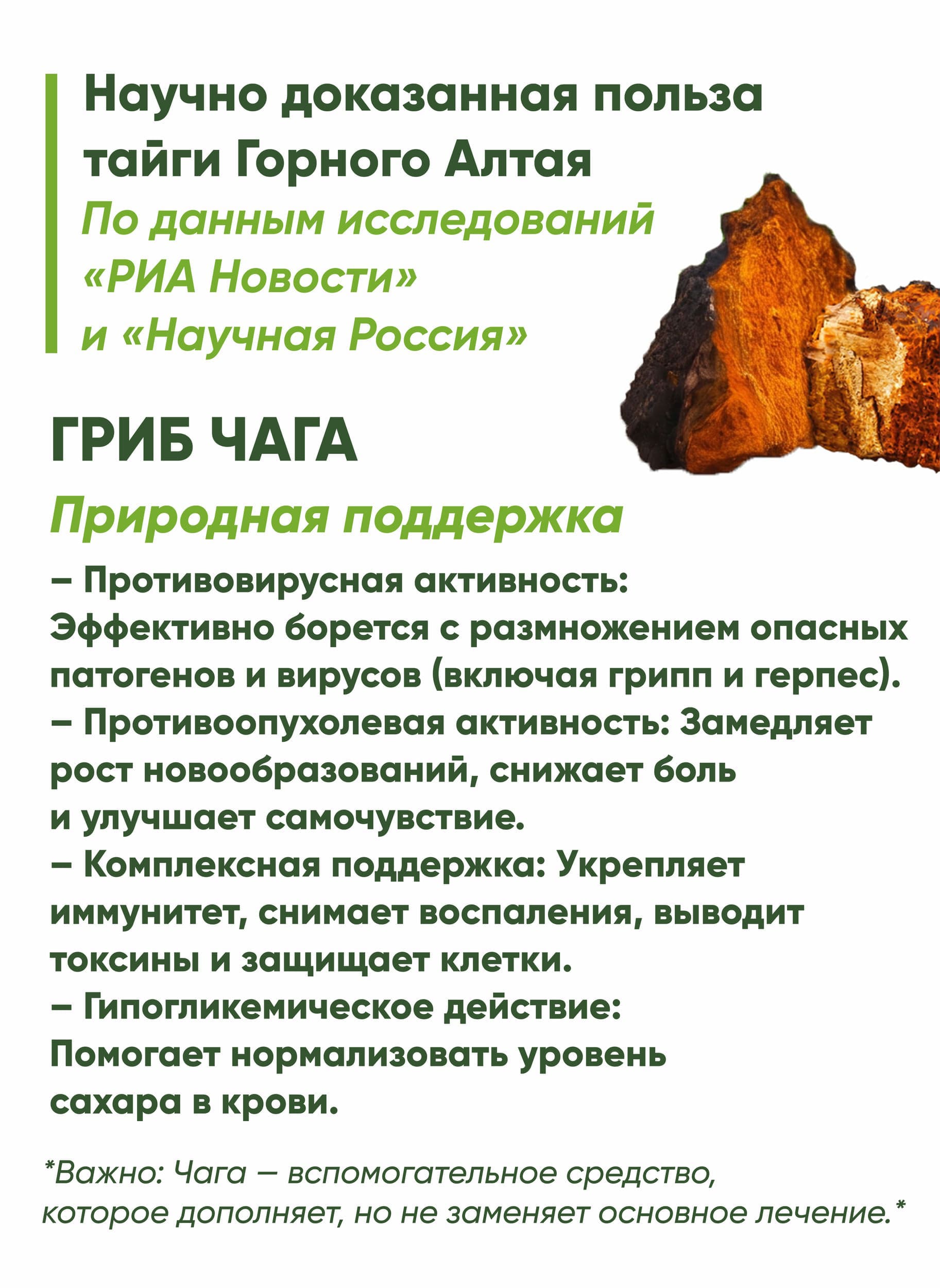 Гриб чага. Природная поддержка - 7МИРЪ