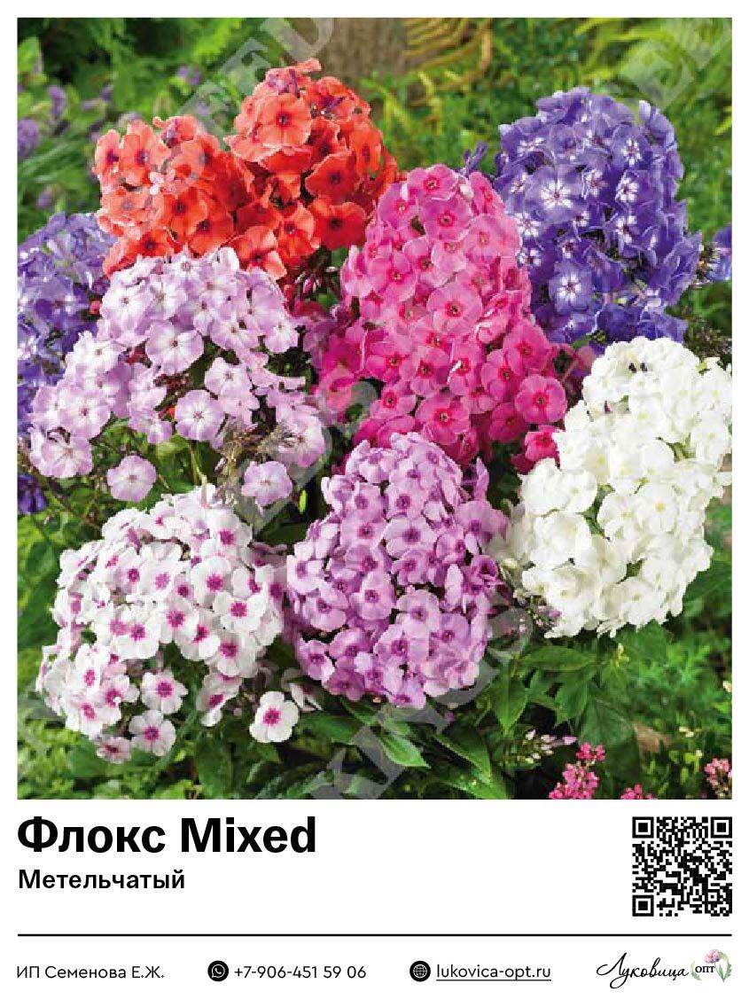 Флокс Mixed (Метельчатый) 1 шт