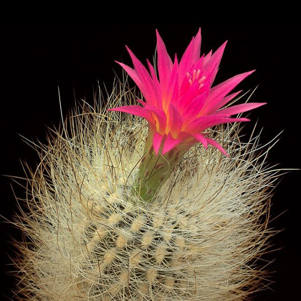 Ислая. Neoporteria Nidus. Neoporteria subgibbosa. Neoporteria villosa. Кактус Neoporteria senilis.