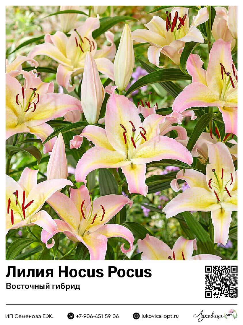 Лилия Hocus Pocus (Восточный [ориентальный] гибрид)