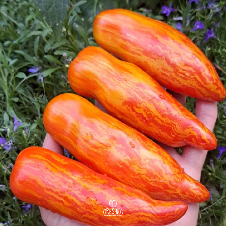 Seeds of Tomato ⁠Gnome Piprakulin Tribujlin (solanum lycopersicum) — 10 pcs