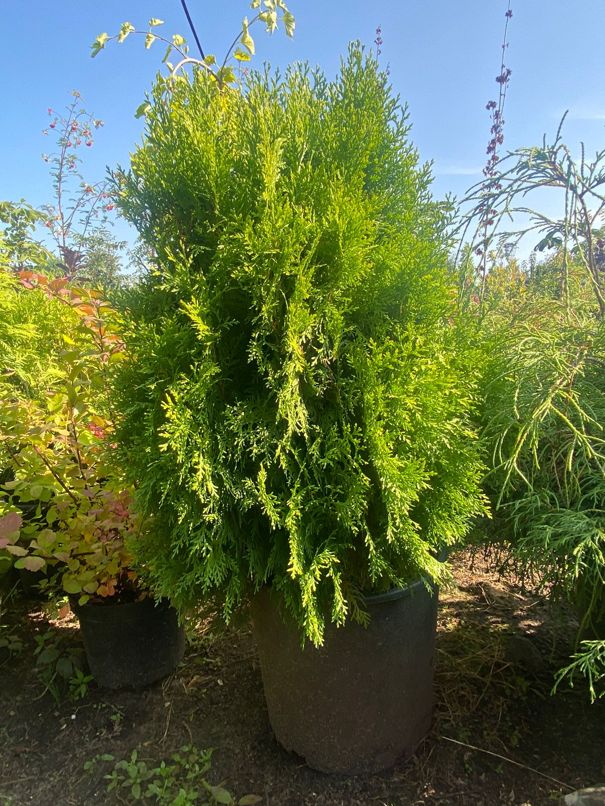 Купить Саженцы Туи В Московской Области Недорого