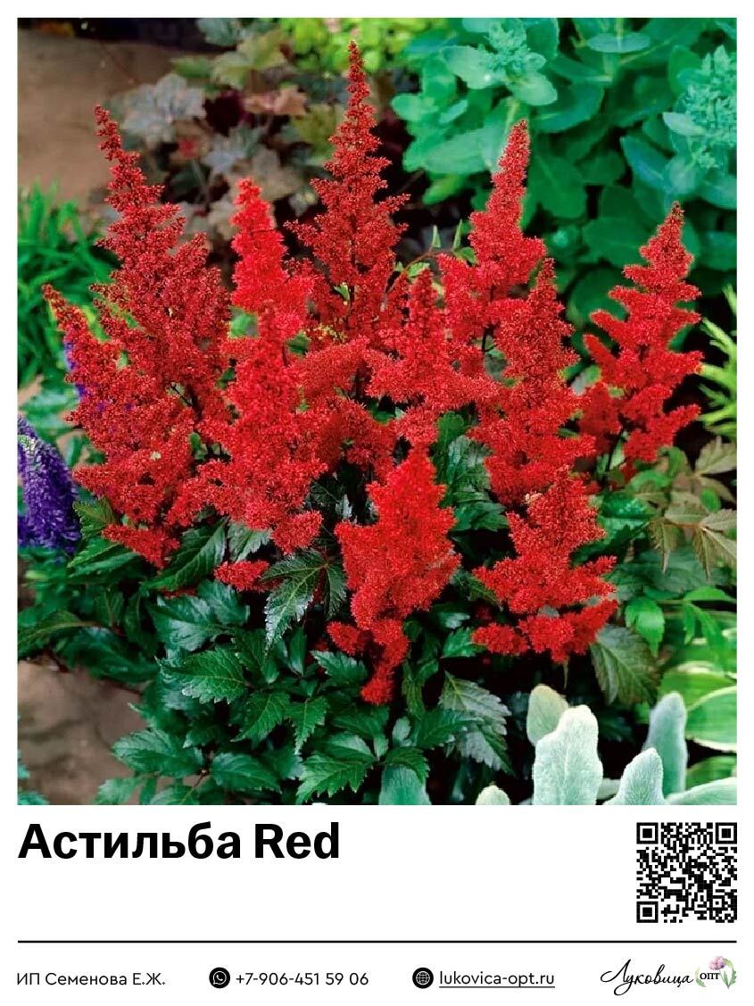 Астильба Red 1 шт