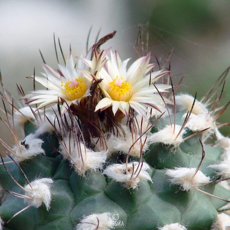 Seeds of Cactus Turbinicarpus swobodae L 1499 (Turbinicarpus swobodae L 1499) — 10 pcs