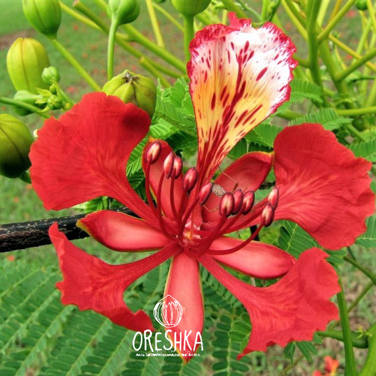 Seeds of Delonix royal (Delonix regia) — 15 pcs