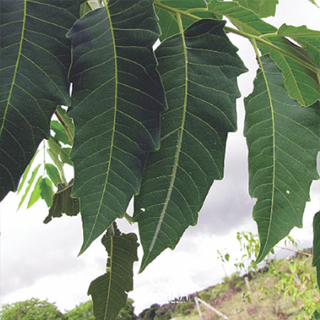 Seeds of Ailanthus excelsa — 50 pcs