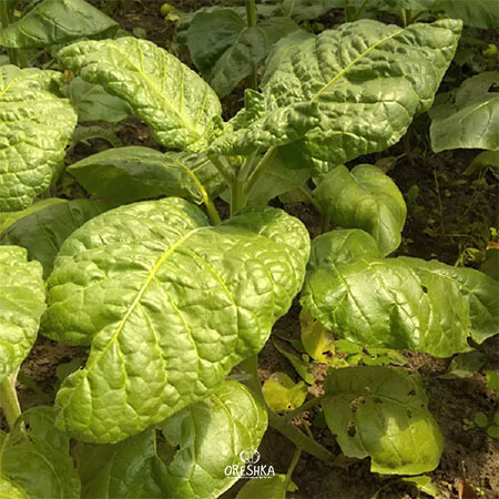 Seeds of Shag Saratovskaya (Nicotiana tabacum) — 300 pcs