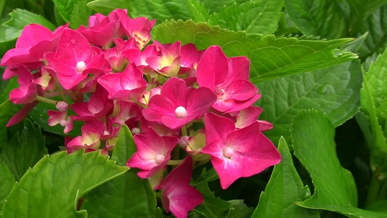 Гортензия крупнолистная Ред Сенсейшн (Red Sensation)