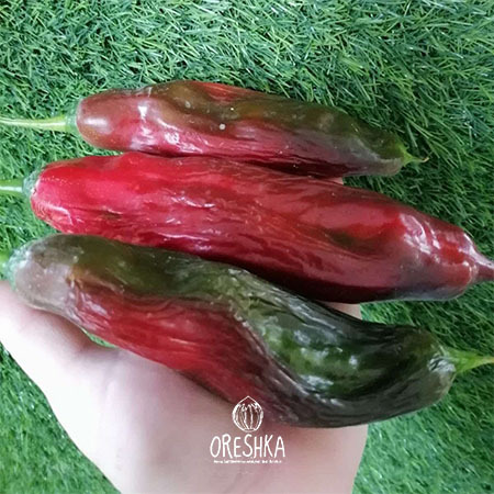 Seeds of Hot pepper Aji Chicotillo (Capsicum) — 5 pcs