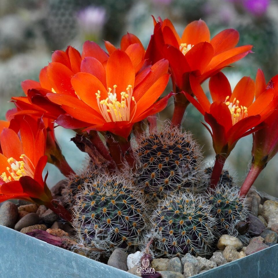 Seeds of Cactus Aylostera mamillosa v. orientalis FR 1138 (Aylostera mamillosa v. orientalis FR 1138) — 10 pcs