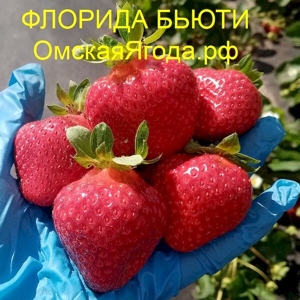 Флорида клубника описание сорта фото отзывы садоводов