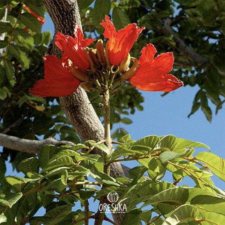 African tulip tree full bloom red canopy tropical park street tree