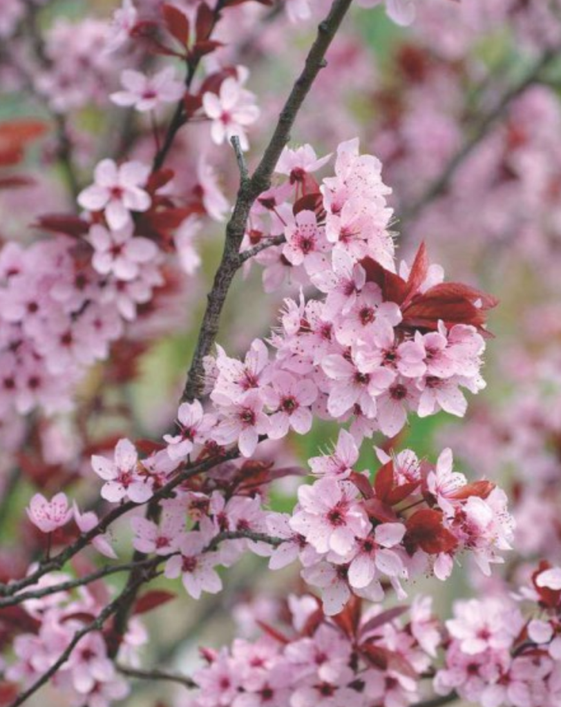 Слива растопыренная. Prunus cerasifera Ehrh.. Prunus cerasifera 'nigra'. Слива Писсарди. Слива вишнеподобная Нигра — Prunus cerasifera nigra.