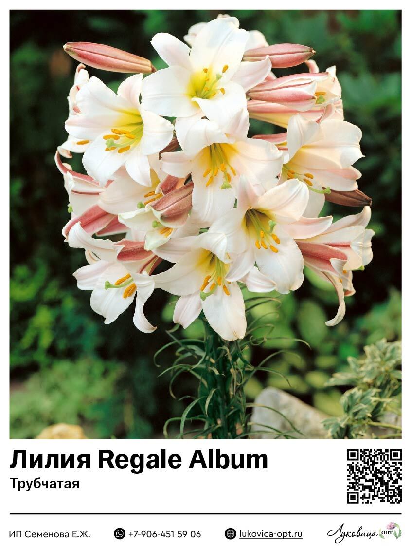 Лилия Regale Album (Трубчатая)