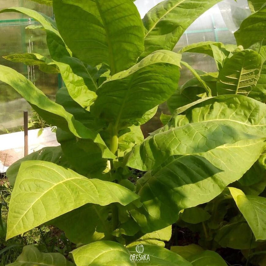 Seeds of Tobacco KU 15 (Nicotiana tabacum) — 300 pcs
