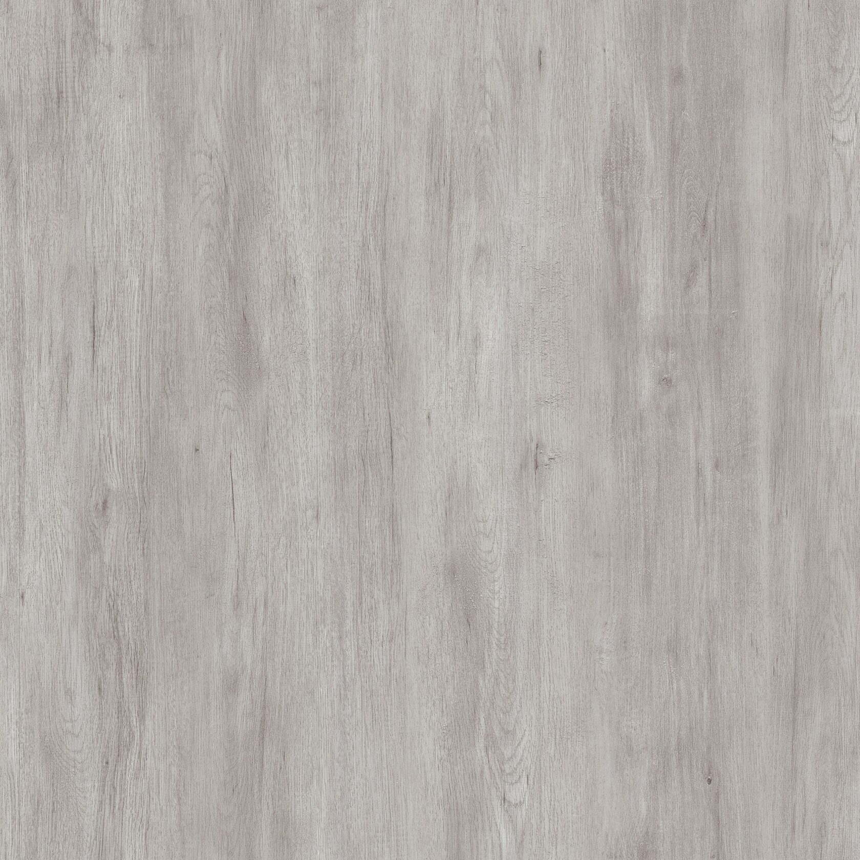 Дуб дымчатый