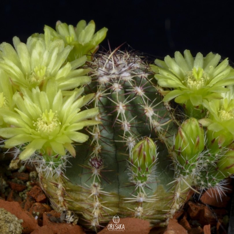 Seeds of Cactus Echinocereus viridiflorus v. robustior HK 1007 (Echinocereus viridiflorus v. robustior HK 1007) — 10 pcs